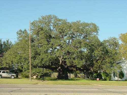 TX Famous Tree - Columbus Oak in 2005