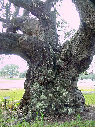 TX Famous Tree - Columbus Oak gnarled trunk