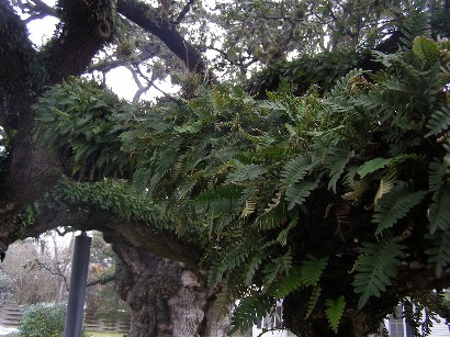 TX Famous Tree - Columbus Oak   with Resurrection Fern
