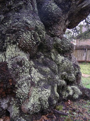 TX Famous Tree - Columbus Oak gnarled trunk