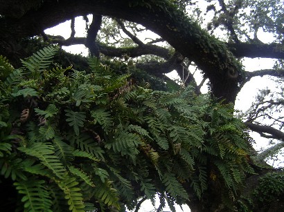 TX Famous Tree - Columbus Oak  with Resurrection Fern