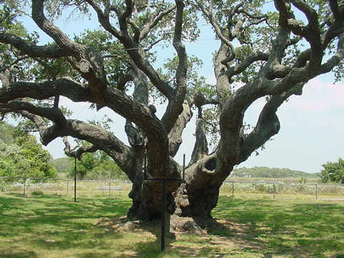 Goose Island Oak, Texas largest tree