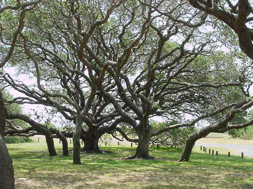 Trees east of Goose Island Oak, Texas 