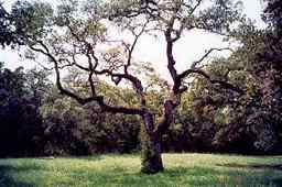 Hanging Tree in Kyle, Texas