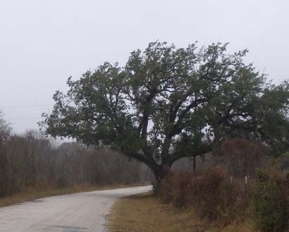 Texas - Live Oak County Charter Oak