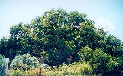 Rio Frio Landmark Oak