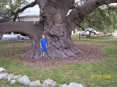 Rio Frio Oak and boy, Rio Frio, Texas