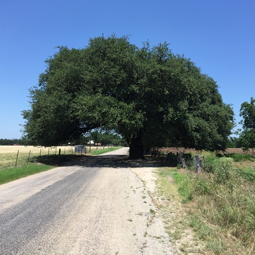 TX - San Saba Wedding Oak 