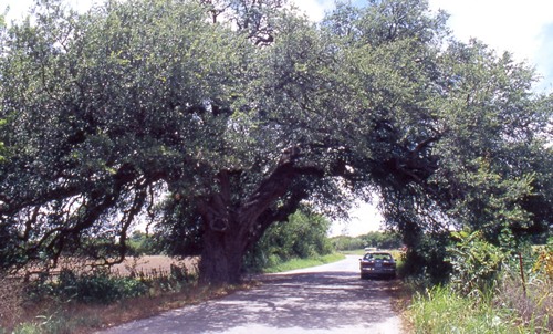 San Saba Wedding Oak, Texas