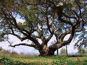 Goose Island Oak, The Big Tree, Bishops Tree, Lamar Oak