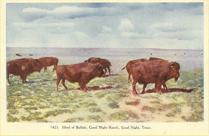 Herd of Buffallo, Good Night Ranch, Goodnight Texas
