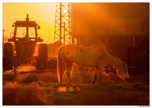Kirkland TX - Horse &amp; Tractor in sunset