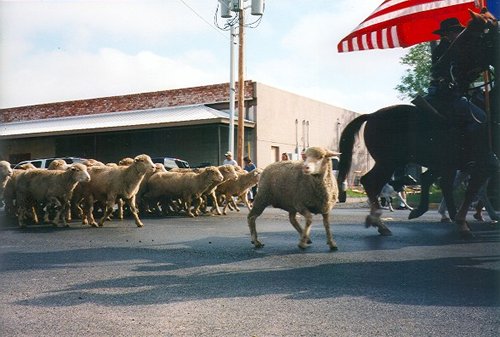 San Angelo TX - Running of the sheep