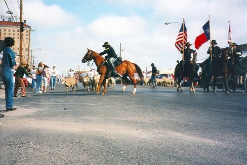 Sheep run, San Angelo, Texas