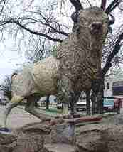 Scurry County Texas legendary white buffalo