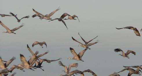 Sandhill cranes in flight, South Plains, Texas Panhandle