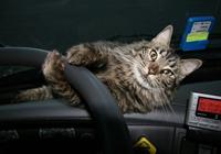 Truck Cat