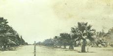 South Texas street lined with palm trees