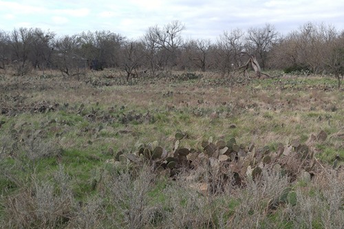 Caddo TX - Cactus field