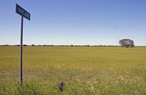Foard County, Rayland TX wheat field on city limit