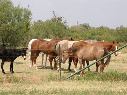 Thalia Texas Horses