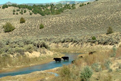 Utah Scenic Byway 12 - Sevier River, cattle wadi ng
