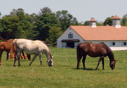 Lexington KY - Horse Farm