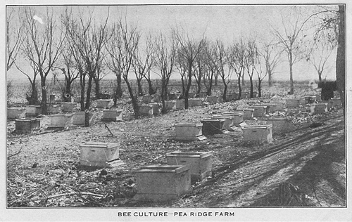 Barstow, TX - Bee Culture -  Pea Ridge Farm