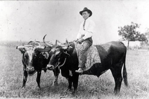 Colorado County, Texas - Man On Ox