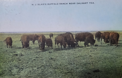 Dalhart TX, Dallam County -  W. J. Blair Buffalo Ranch near Dalhart 