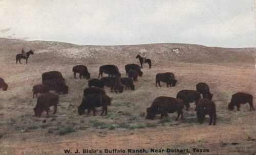 Dalhart TX, Dallam County -  W. J. Blair Buffalo Ranch near Dalhart 