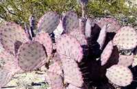 purple cactus in West Texas