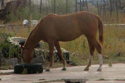 Saragosa Texas - horse
