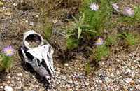 Winkler County TX , Wink Cemetery, skull on cemetery ground
