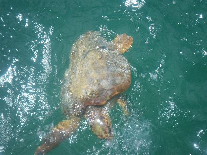 Loggerhead Sea Turtle