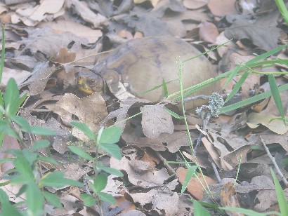 Three-toed Box Turtle