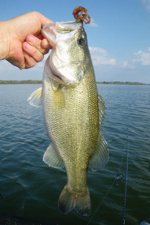 A bass pulled from Fayette Lake with lead-free tackle.