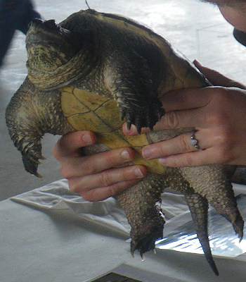 Snapping Turtle