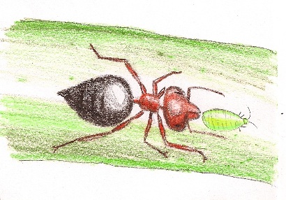 Ant with Aphid