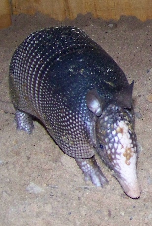 Armadillo