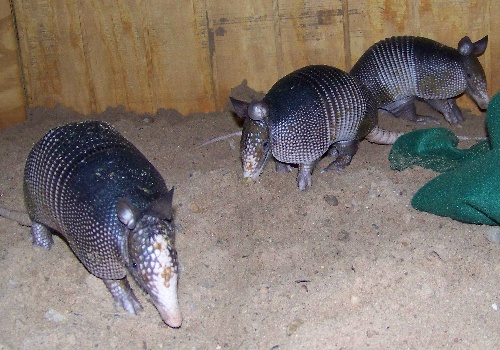 Armadillos