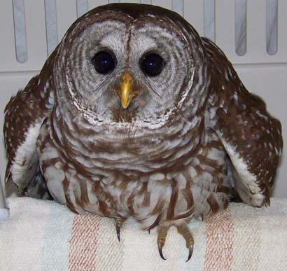 Barred Owl - Strix varia