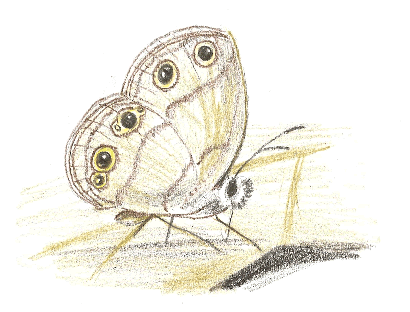 Butterfly, Little wood-satyr,  Megisto cymela 