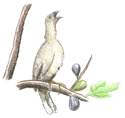 A plain chachalaca in a fig tree - a drawing