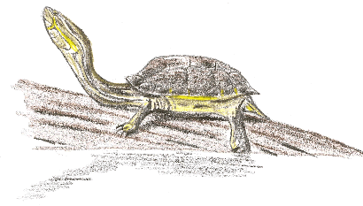 Chicken Turtle drawing