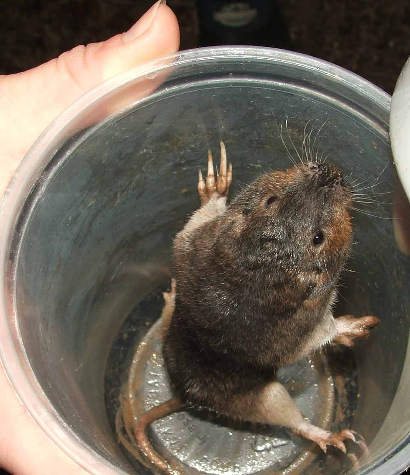 Pocket gopher, Geomys 