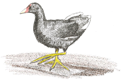 common moorhen foraging - a drawing