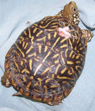 Ornate Box Turtle