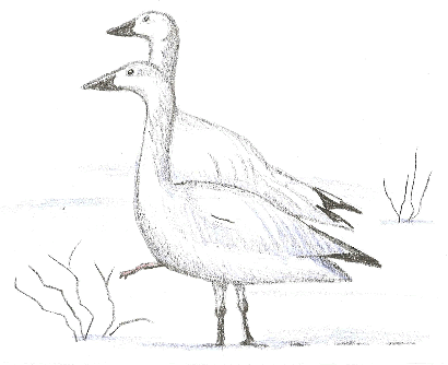 Pair of Snow Geese, Chen caerulescens
