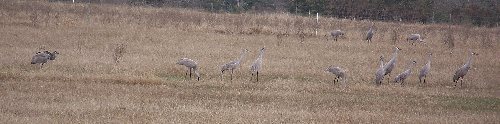 Sandhill Cranes in Texas
